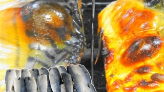 Thumbnail of post image 179