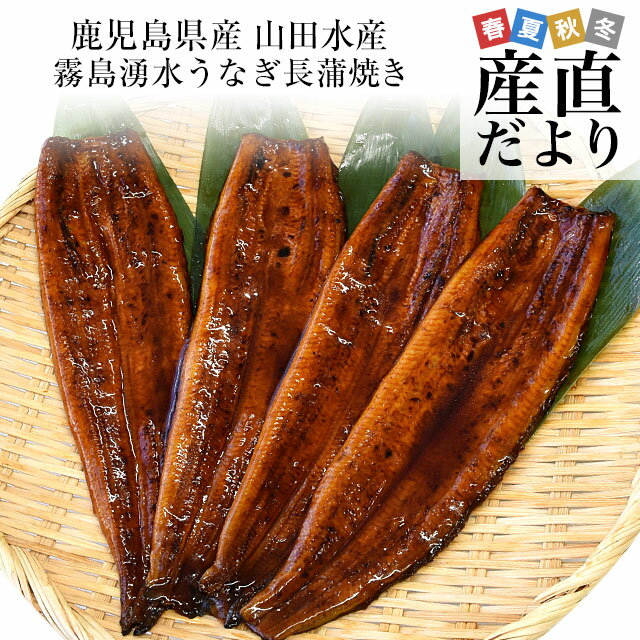 父の日にも最適 鹿児島県志布志産 山田水産 霧島湧水うなぎ 長蒲焼き 大サイズ4尾セット（140g前後×4尾）送料無料 鰻師 加藤尚武さん 鰻 ウナギ クール冷凍便 ギフト